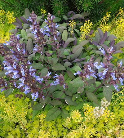 Plant Growth Regulators